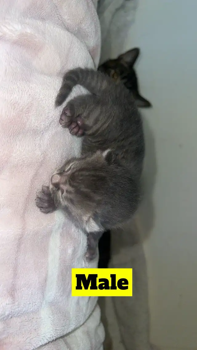 Manx X Maine coon kittens - Photo 4