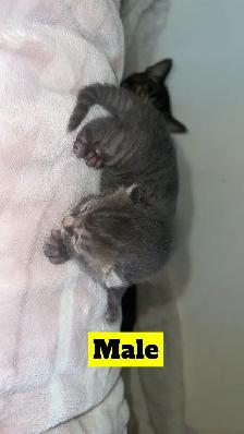 Manx X Maine coon kittens - Photo 4