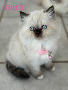 Gorgeous Himalayan Persian Kittens