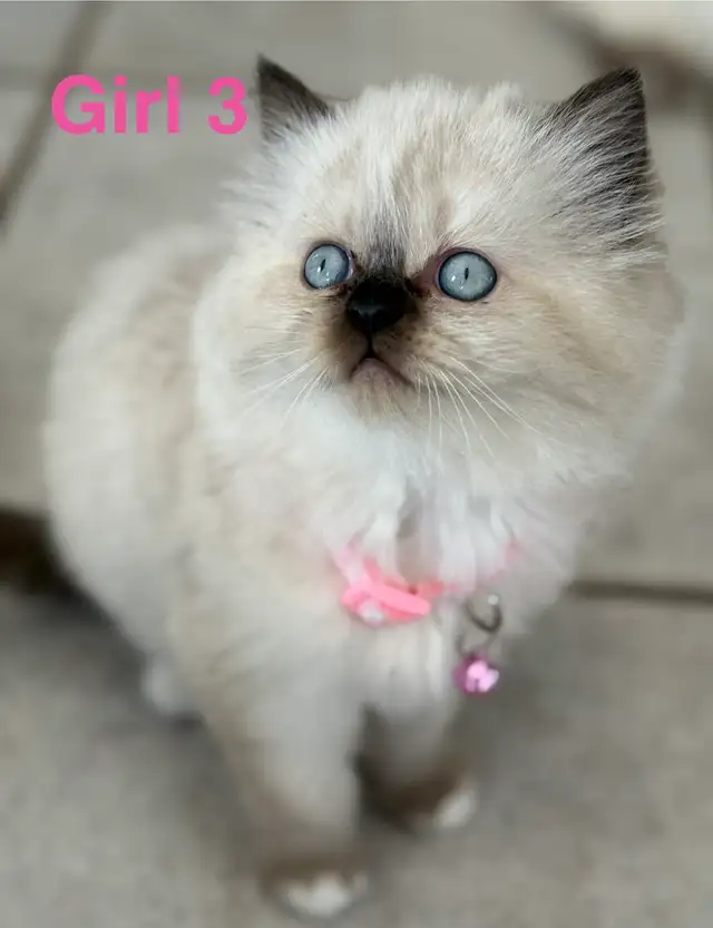Gorgeous Himalayan Persian Kittens - Photo 2