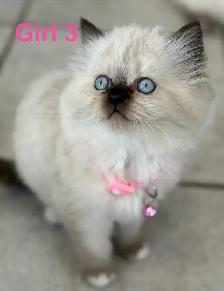 Gorgeous Himalayan Persian Kittens - Photo 2