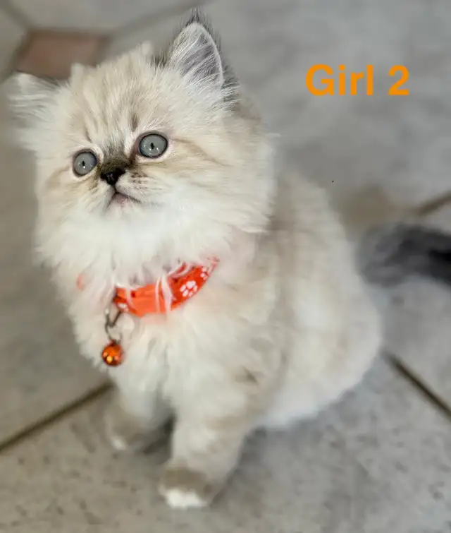 Gorgeous Himalayan Persian Kittens - Photo 3