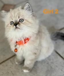 Gorgeous Himalayan Persian Kittens - Photo 3