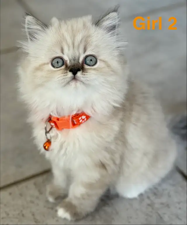 Gorgeous Himalayan Persian Kittens - Photo 4