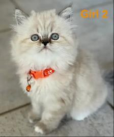 Gorgeous Himalayan Persian Kittens - Photo 4