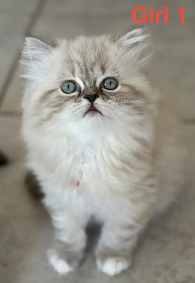 Gorgeous Himalayan Persian Kittens - Photo 5