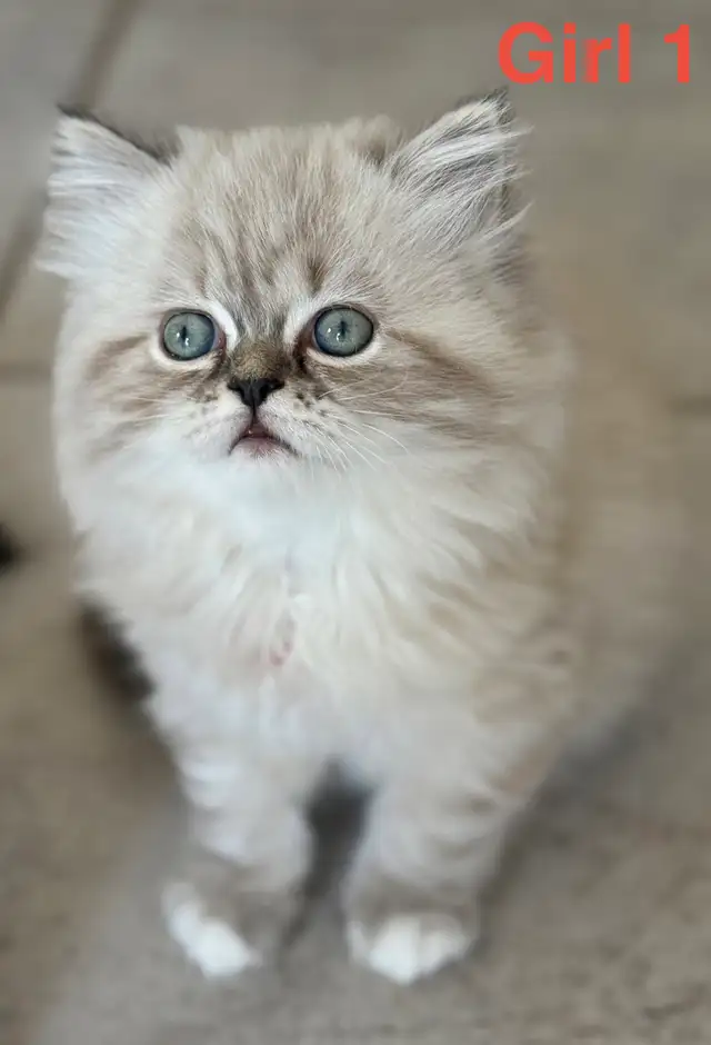 Gorgeous Himalayan Persian Kittens - Photo 6