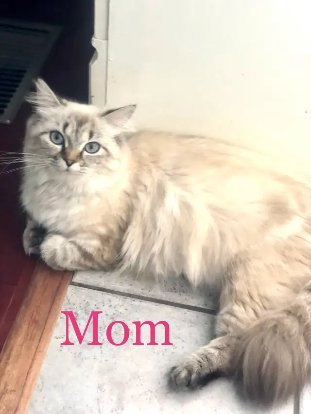 Gorgeous Himalayan Persian Kittens - Photo 7
