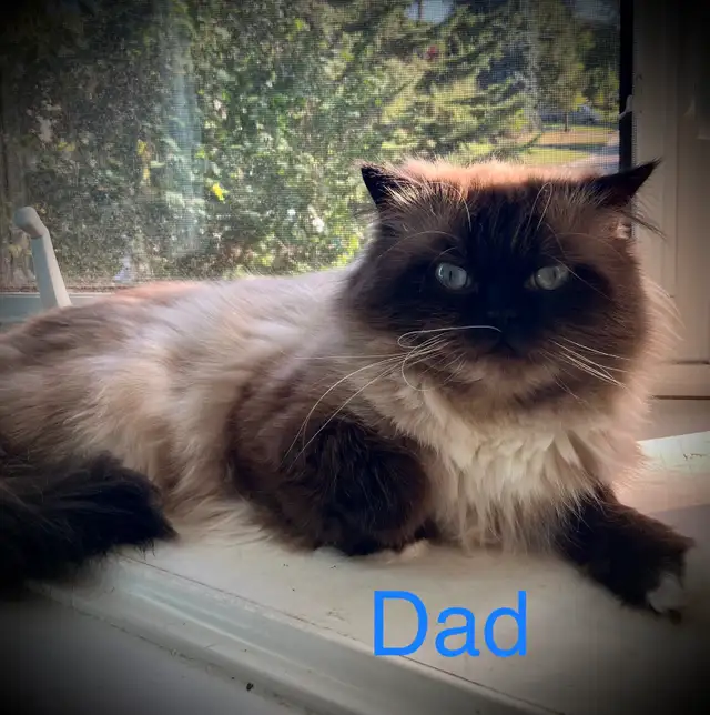 Gorgeous Himalayan Persian Kittens - Photo 8
