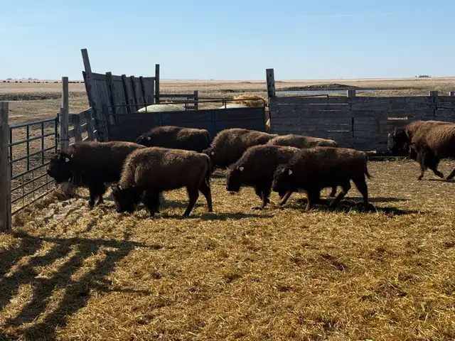 2025 Bison Calves for Sale