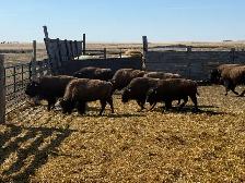 2025 Bison Calves for Sale