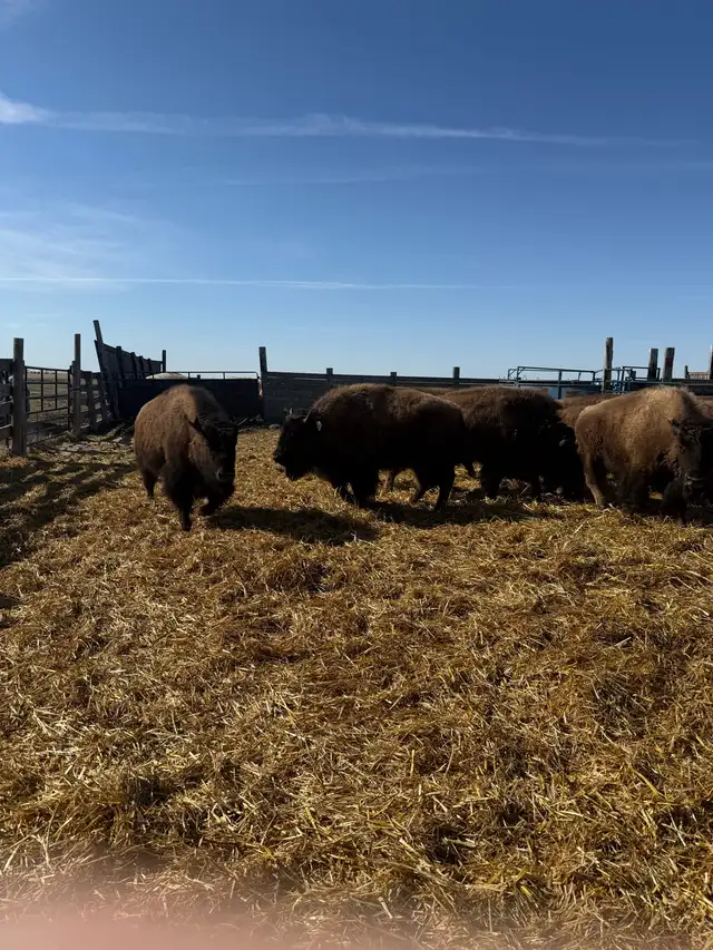 2025 Bison Calves for Sale - Photo 2