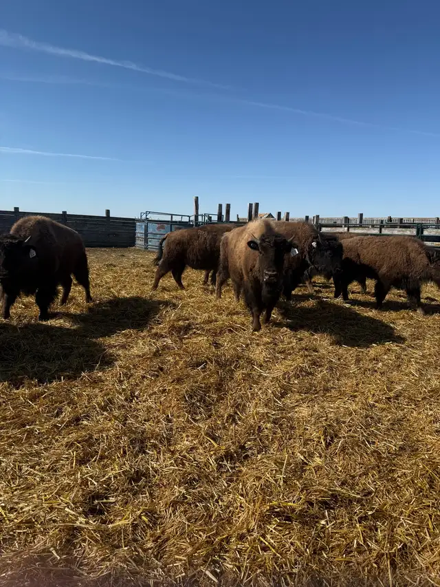 2025 Bison Calves for Sale - Photo 3