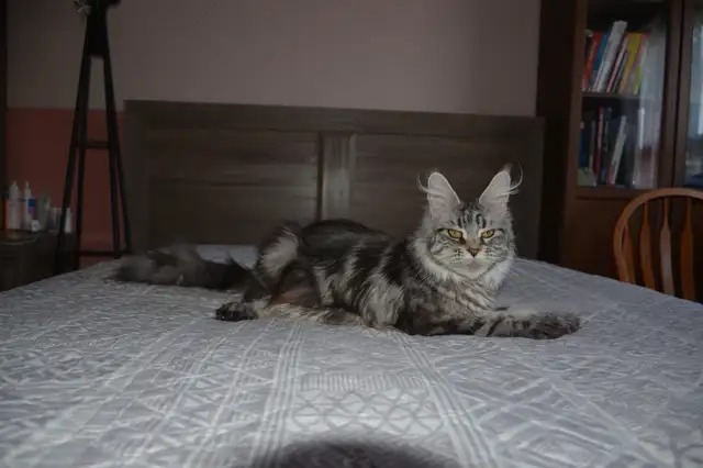 Beautiful purebred Maine Coon Cat(kittens) - Photo 3
