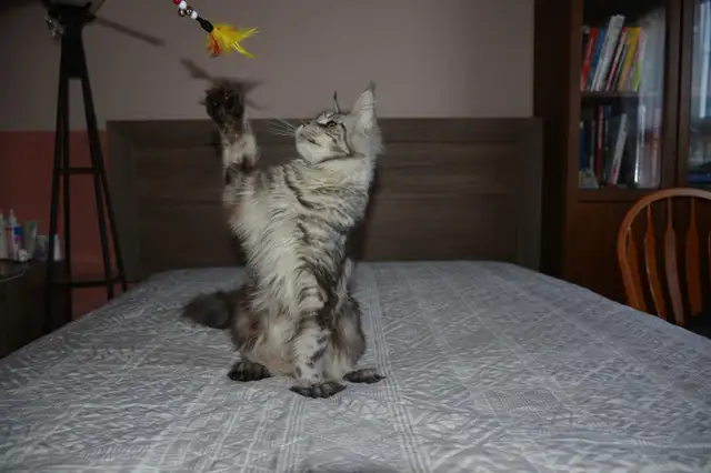 Beautiful purebred Maine Coon Cat(kittens) - Photo 4