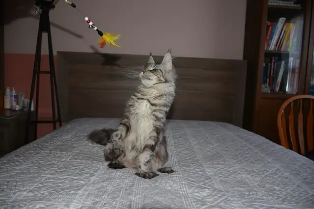 Beautiful purebred Maine Coon Cat(kittens) - Photo 5