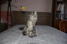 Beautiful purebred Maine Coon Cat(kittens) - Photo 5