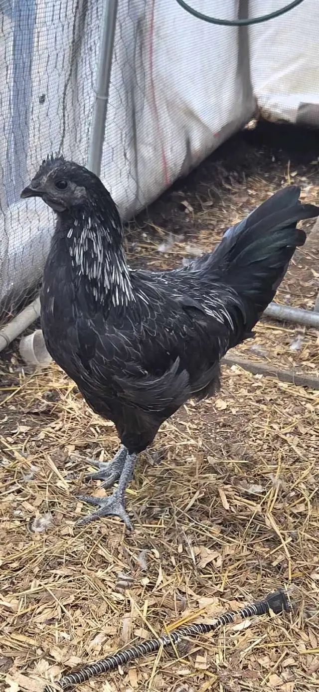 2- 12 week old roosters