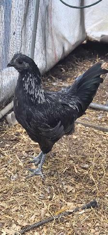 2- 12 week old roosters