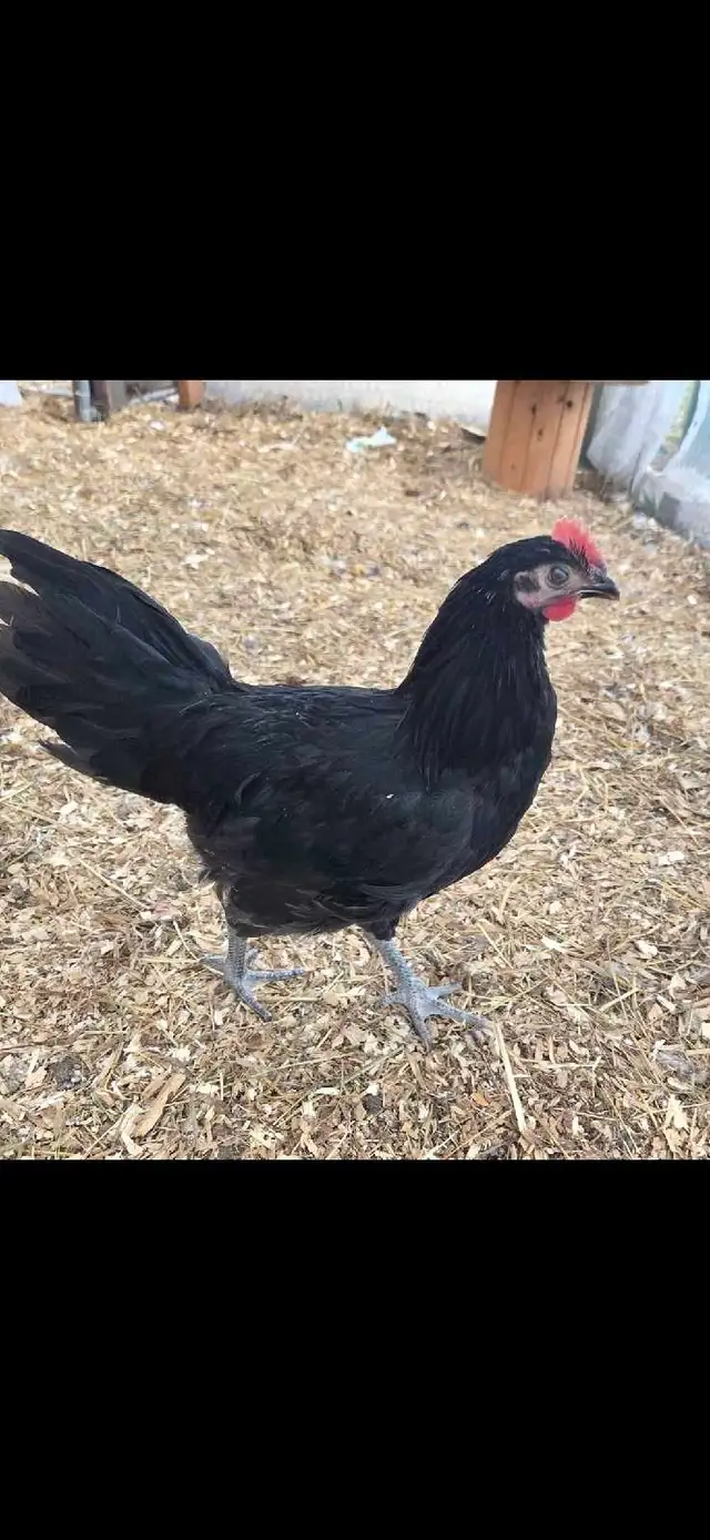 2- 12 week old roosters - Photo 2