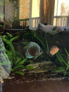 Discus For Sale. Gil’s Discus