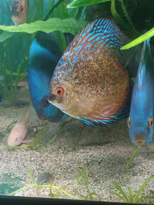 Discus For Sale. Gil’s Discus - Photo 2