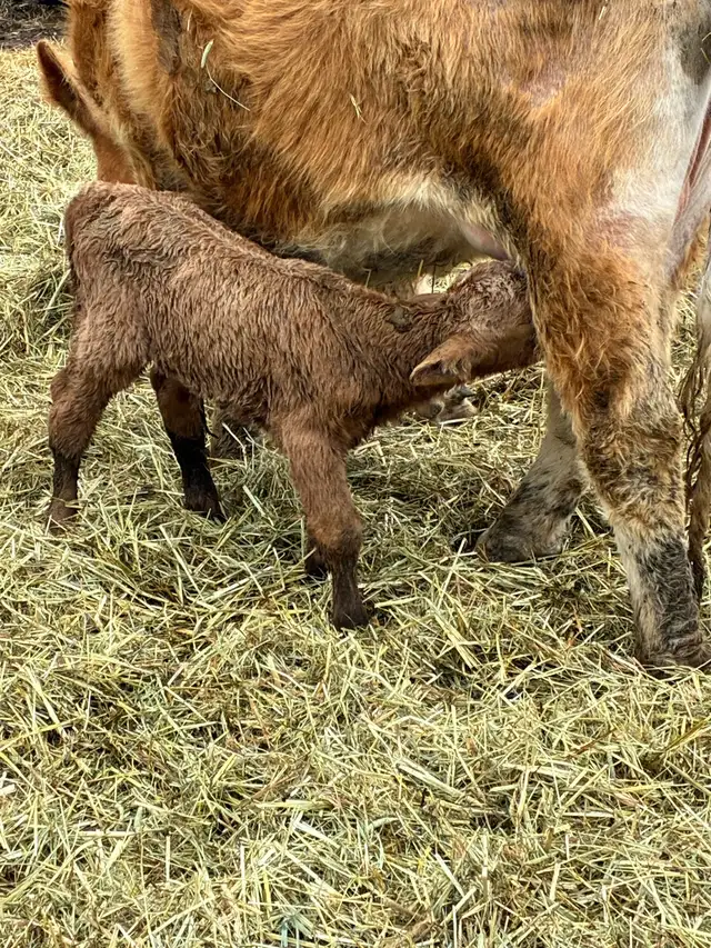 4 day old heifer calf