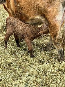4 day old heifer calf