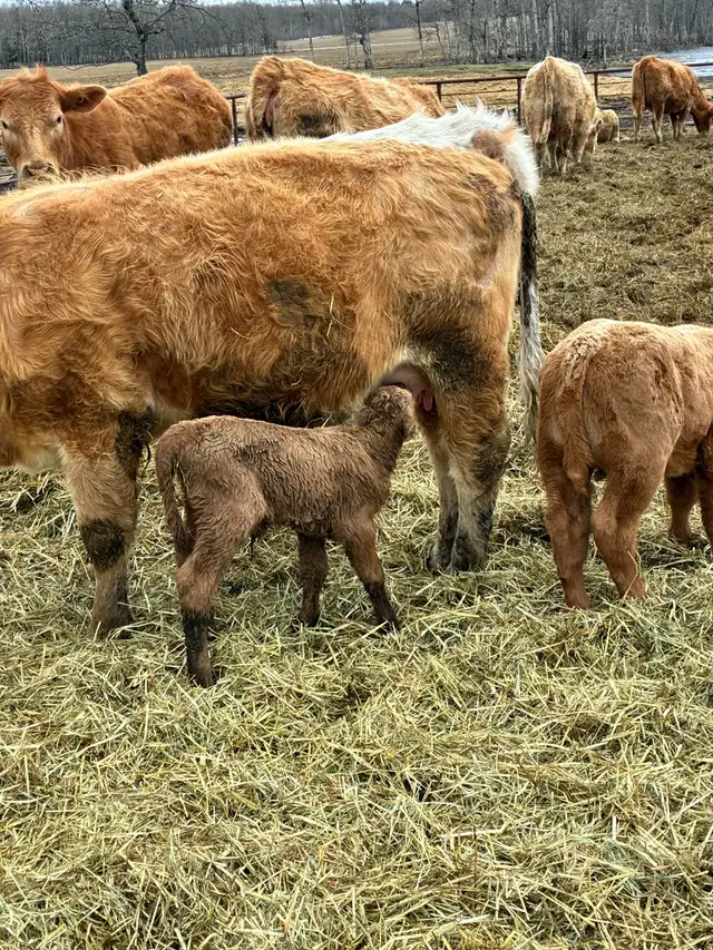 4 day old heifer calf - Photo 2