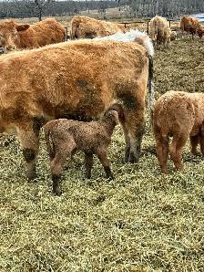 4 day old heifer calf - Photo 2