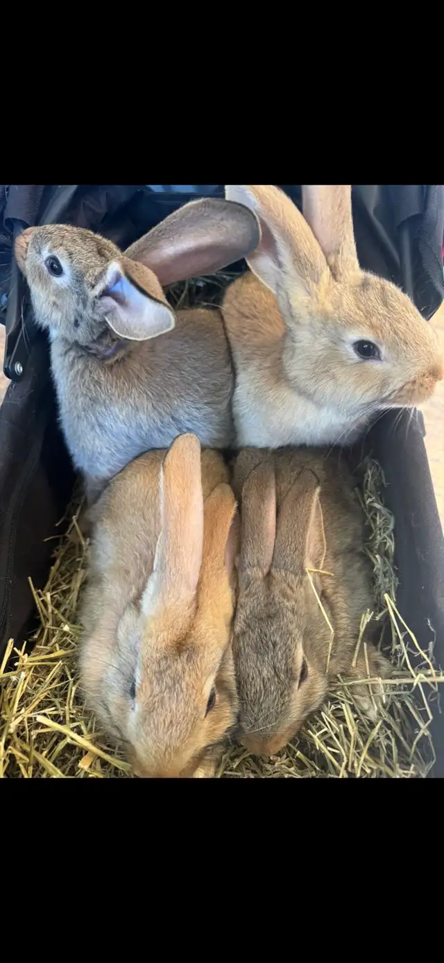 Flemish Giants Babies
