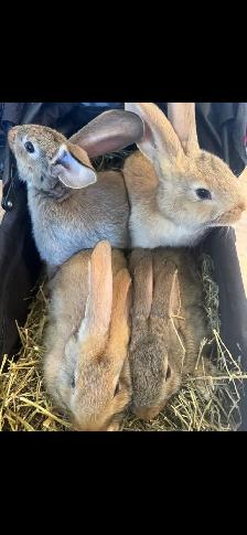Flemish Giants Babies