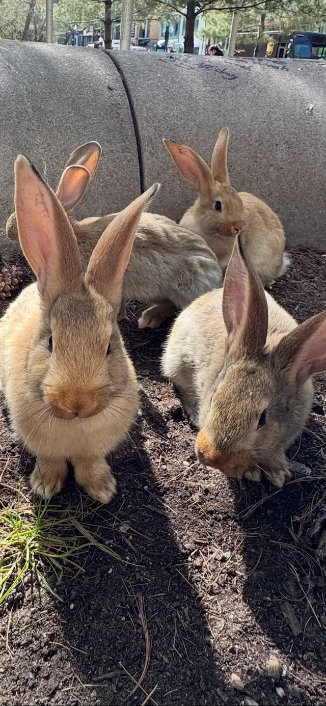 Flemish Giants Babies - Photo 2