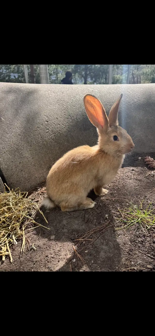 Flemish Giants Babies - Photo 4