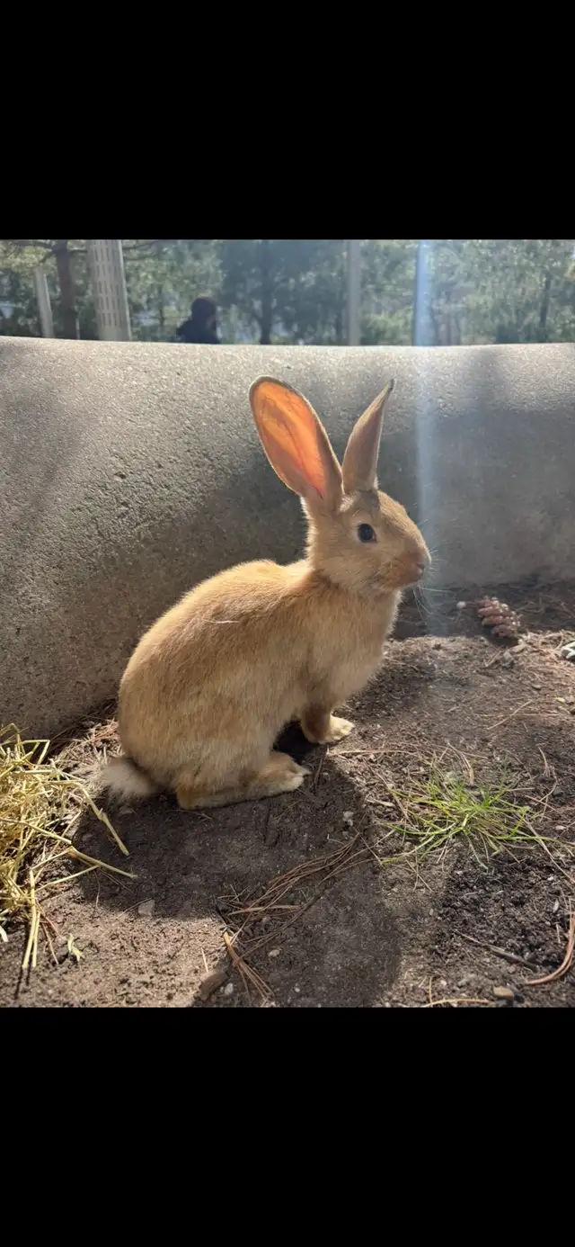 Flemish Giants Babies - Photo 7