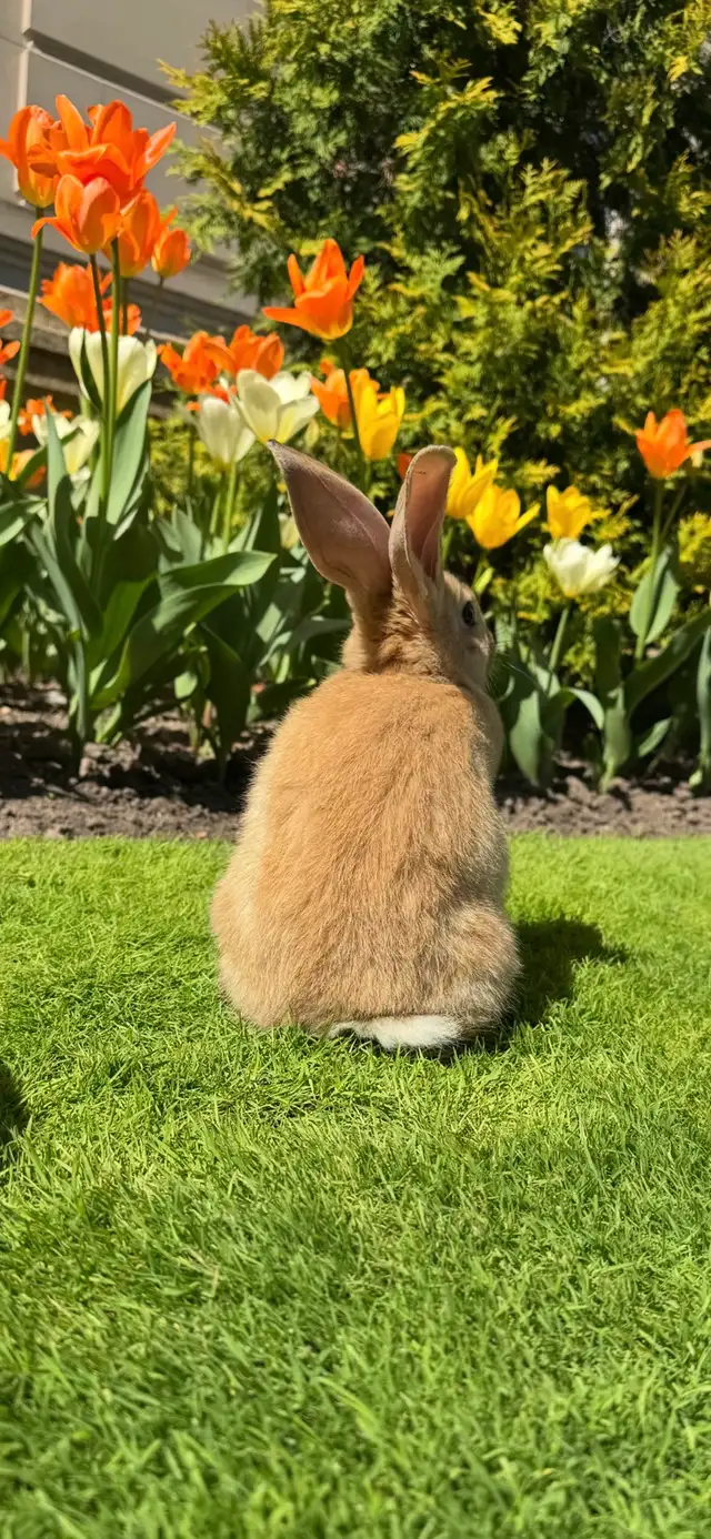 Flemish Giants Babies - Photo 8