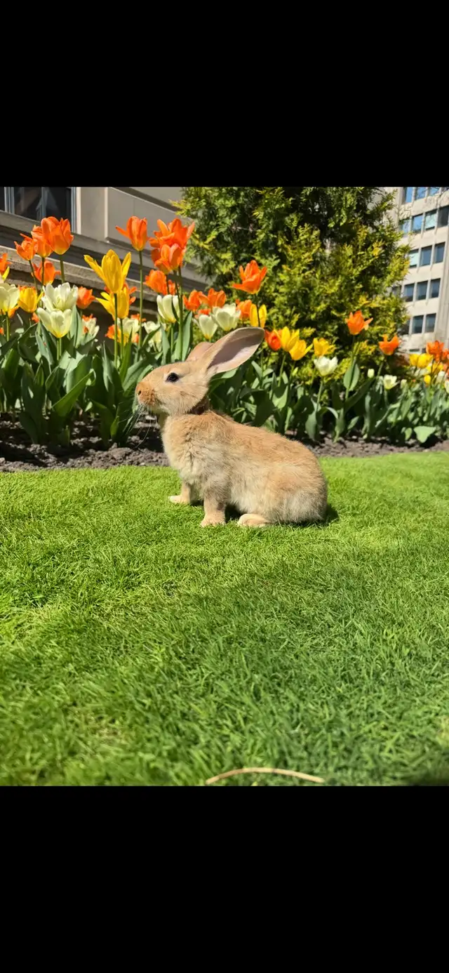 Flemish Giants Babies - Photo 9