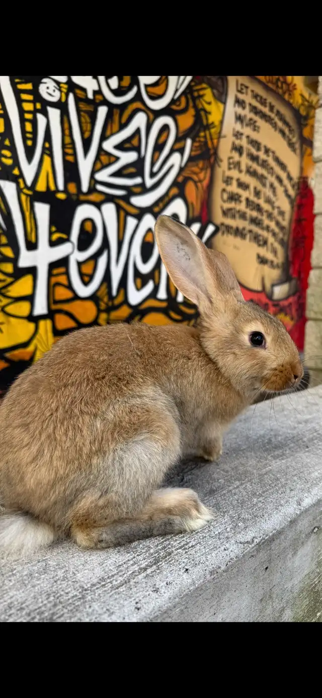 Flemish Giants Babies - Photo 10