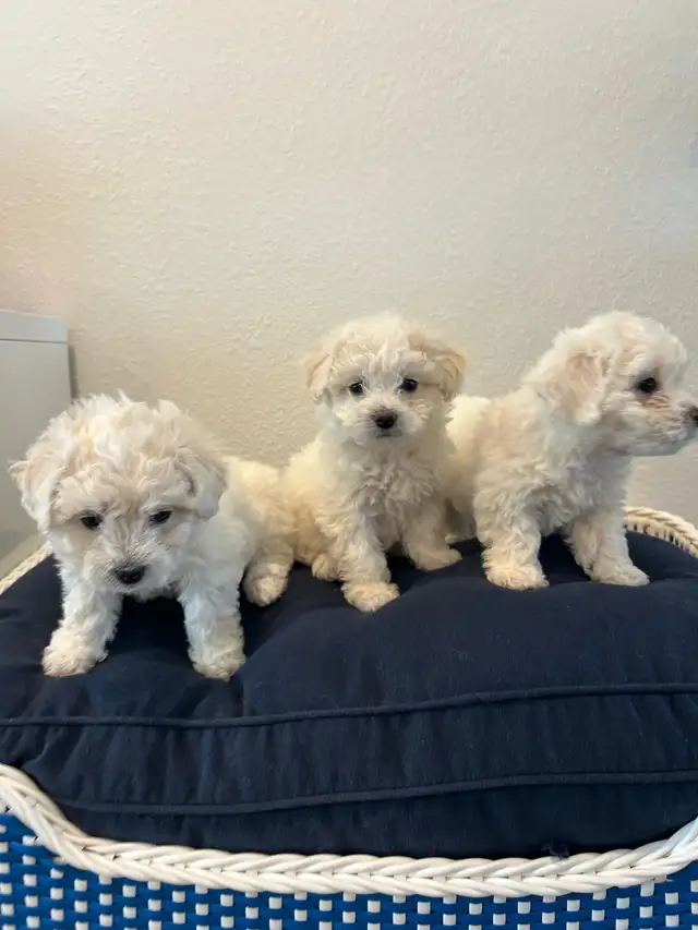 Bichon Frise puppies