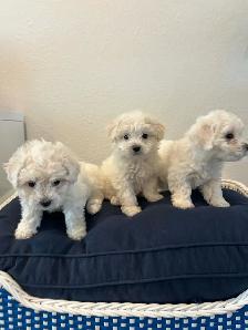 Bichon Frise puppies