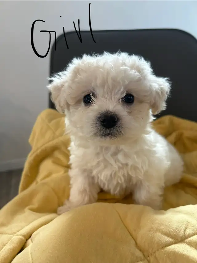 Bichon Frise puppies - Photo 2