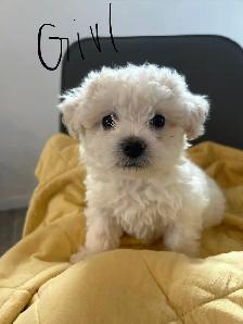 Bichon Frise puppies - Photo 2