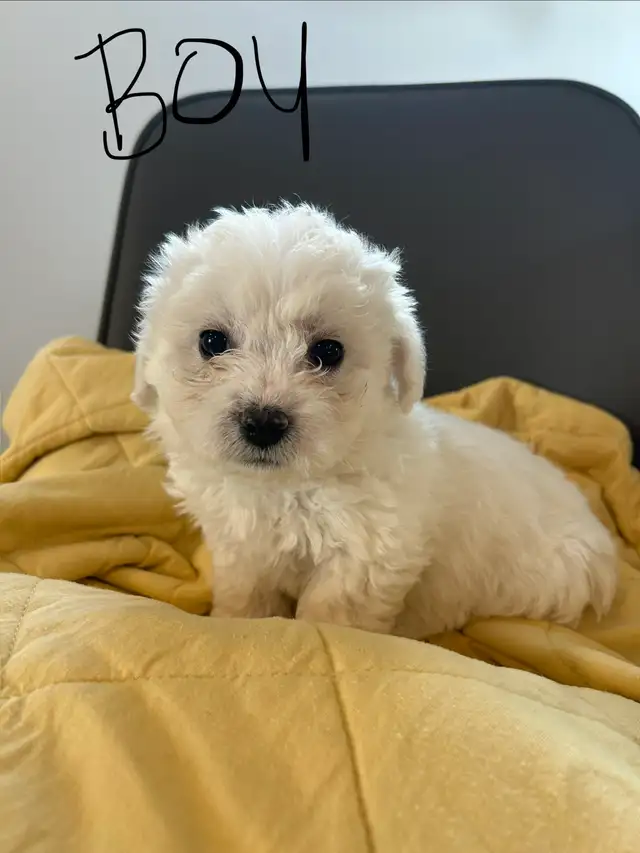 Bichon Frise puppies - Photo 3