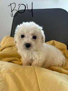 Bichon Frise puppies - Photo 3