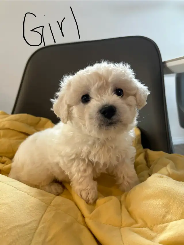 Bichon Frise puppies - Photo 4