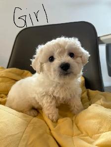Bichon Frise puppies - Photo 4