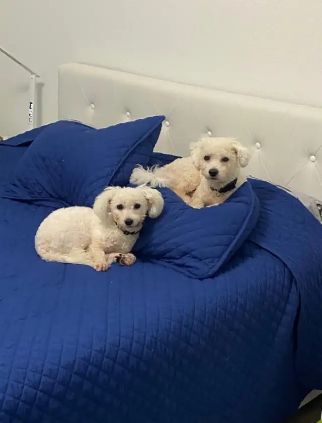 Bichon Frise puppies - Photo 5