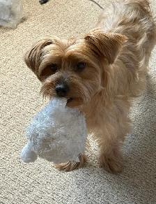 Dog Walker/ Near Doon South and More in Kitchener
