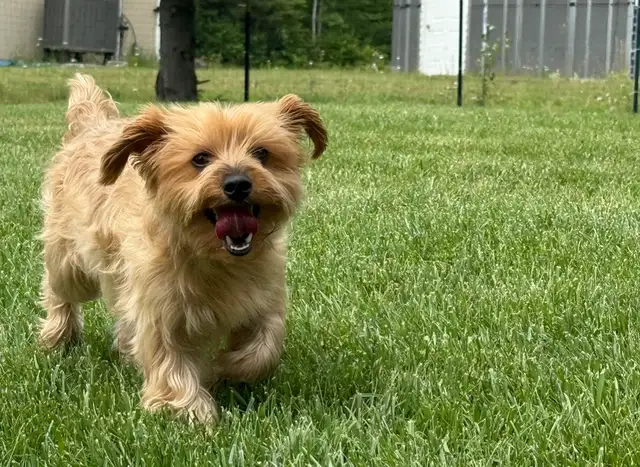 Dog Walker/ Near Doon South and More in Kitchener - Photo 2