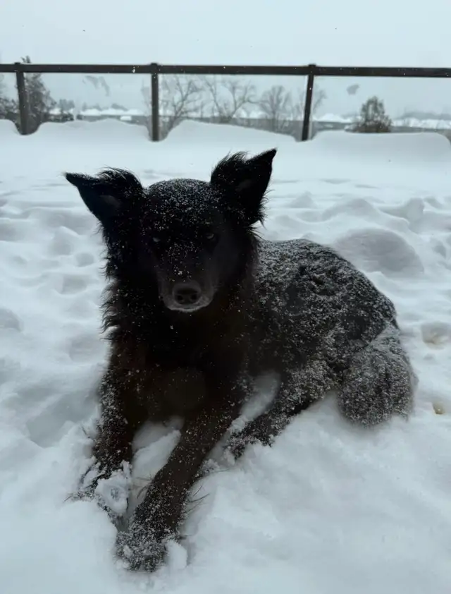 Dog Walker/ Near Doon South and More in Kitchener - Photo 4